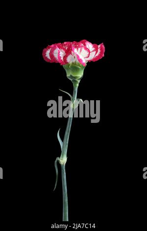 Carnation blanche avec bords magenta de pétales isolés sur fond noir Banque D'Images