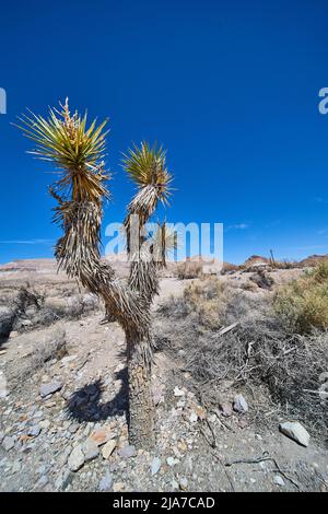Joshua Tree au milieu d'un paysage désertique avec un ciel bleu vif Banque D'Images