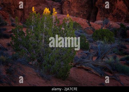 La dernière lumière du soir capte les pointes d'un genévrier au point de vue de Fiery Furnace dans le parc national d'Arches Banque D'Images