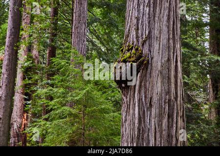 Nœud de grand arbre de burl sur l'ancien arbre de séquoias dans la forêt Banque D'Images