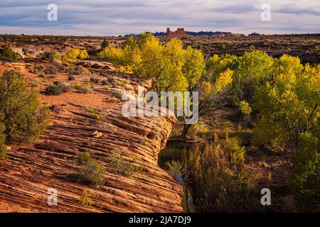 Le parc national d'Arches, dans l'Utah, est un parc de cotonwoods d'automne et de rochers rouges Banque D'Images