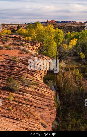 Le parc national d'Arches, dans l'Utah, est un parc de cotonwoods d'automne et de rochers rouges Banque D'Images