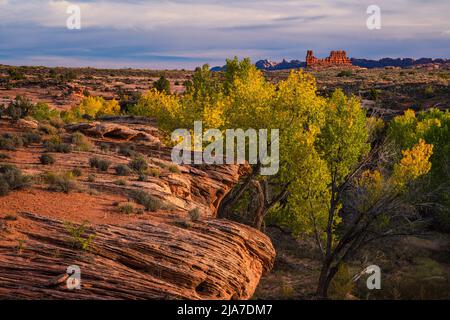 Le parc national d'Arches, dans l'Utah, est un parc de cotonwoods d'automne et de rochers rouges Banque D'Images