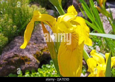 Gros plan d'iris marécageux (Iris pseudacorus) à l'étang d'eau dans le jardin allemand - Allemagne Banque D'Images