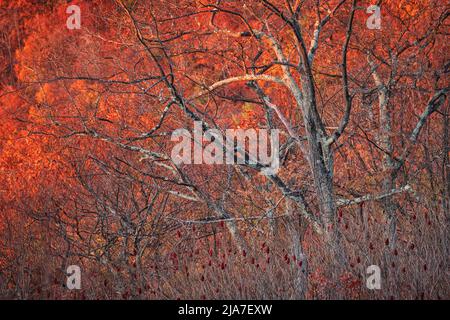 La couleur de l'automne à Jewell Hollow donne sur le parc national de Shenandoah Banque D'Images