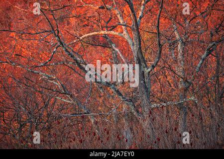 La couleur de l'automne à Jewell Hollow donne sur le parc national de Shenandoah Banque D'Images