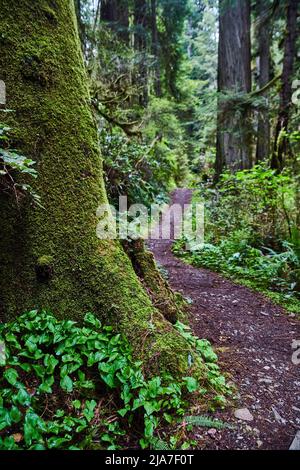 Sentier de randonnée en terre à côté de Redwoods entièrement recouvert de mousse Banque D'Images