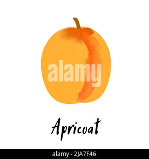 Illustration abricot isolée sur fond blanc Illustration de Vecteur