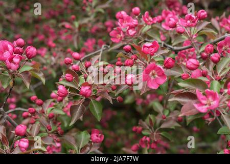 Le crabe rose et la pomme fleurissent sur la branche de l'arbre au printemps. Pommier décoratif avec fleurs roses. Banque D'Images