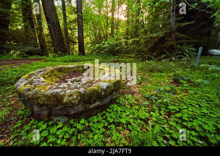Ancienne cheminée en pierre dans un champ de clovers luxuriants et de forêt Banque D'Images