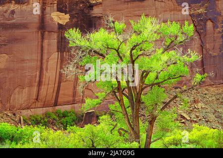 Forêts de cotons verdoyantes de printemps le long de Kane Creek Boulevard à Moab, Utah Banque D'Images