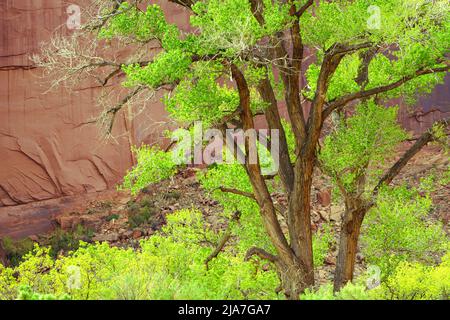 Forêts de cotons verdoyantes de printemps le long de Kane Creek Boulevard à Moab, Utah Banque D'Images
