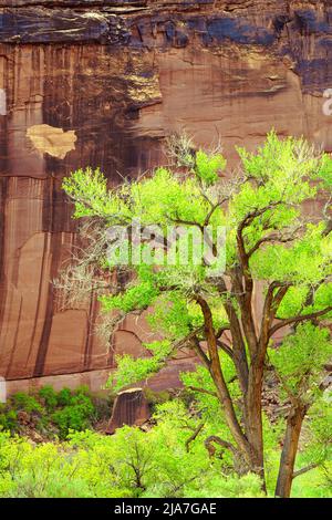 Forêts de cotons verdoyantes de printemps le long de Kane Creek Boulevard à Moab, Utah Banque D'Images