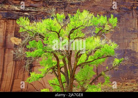 Forêts de cotons verdoyantes de printemps le long de Kane Creek Boulevard à Moab, Utah Banque D'Images