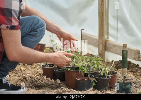 Fermier méconnaissable prenant soin des plants de tomate dans une serre. Banque D'Images