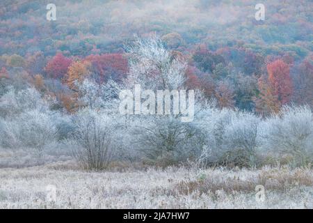 Matin glacial dans la vallée de Canaan en Virginie occidentale Banque D'Images