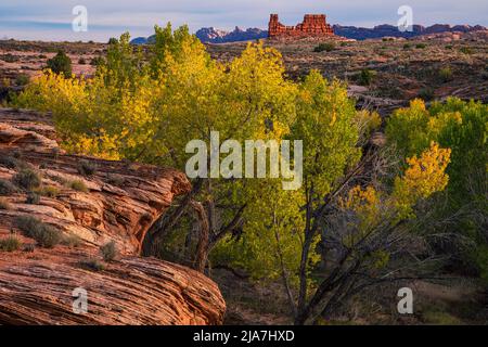 Le parc national d'Arches, dans l'Utah, est un parc de cotonwoods d'automne et de rochers rouges Banque D'Images