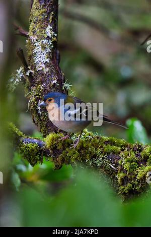 Un chaffinch sur Levada Rabacal, Madère, Portugal. Banque D'Images