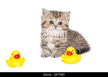 Chaton écossais rayé avec des yeux bleus et des jouets de gaines en caoutchouc. Le chaton a un mois, isolé sur fond blanc. Banque D'Images