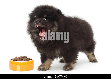 Aboyant chiot noir Pomeranian et un bol de nourriture , isolé sur un fond blanc Banque D'Images