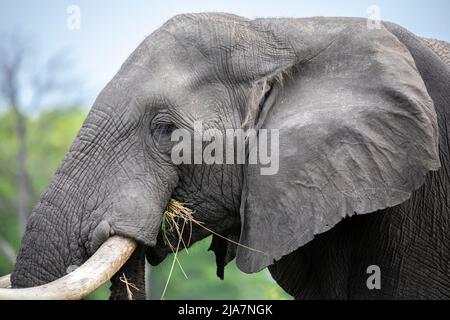 Éléphants de la prairie du delta de l'Okavango, Botswana Banque D'Images