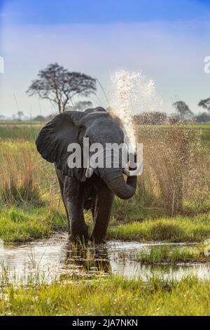 Baignade à l'éléphant dans le delta de l'Okavango, Botswana Banque D'Images