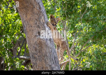 Lion cub tente de grimper sur les arbres dans la prairie du delta de l'Okavango Banque D'Images