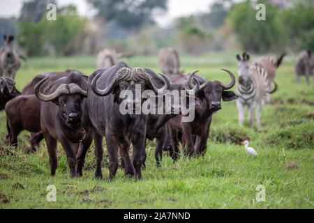 Buffle du Cap du delta de l'Okavango au Botswana Banque D'Images