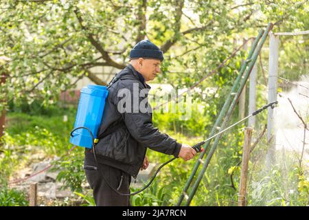 Agriculteur pulvérisant des plantes vertes végétales dans le jardin avec des herbicides, des pesticides ou des insecticides Banque D'Images