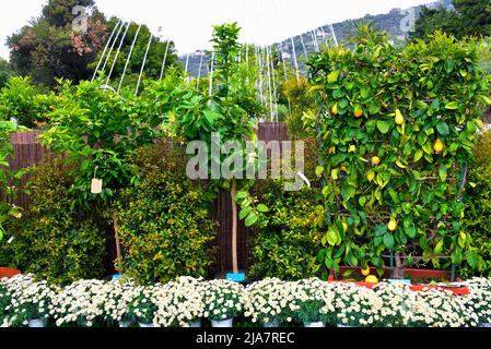 euroflora nervi parcs, jardin de fleurs gênes italie Banque D'Images