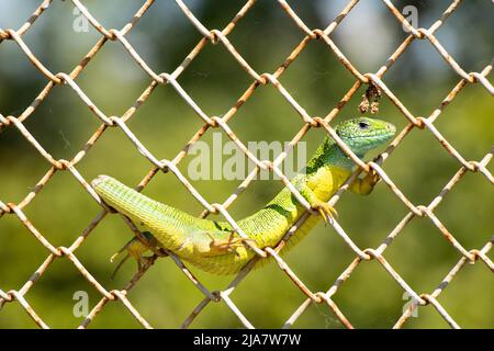 Un petit lézard vert sauvage se trouve sur une clôture en fer contre le fond du ciel en été au soleil en Ukraine, nature sauvage Banque D'Images