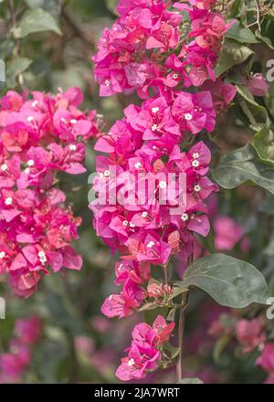 Bougainvilliea fleurit en pleine floraison dans le jardin Banque D'Images