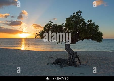 Arbre Divi divi sur la plage d'Eagle, sur l'île d'Aruba, dans la mer des Caraïbes Banque D'Images