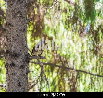 Fieldbird est assis sur une branche au printemps avec un arrière-plan flou. Champ, Turdus pilaris. Banque D'Images