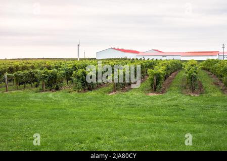 Des rangées de vignes dans un domaine viticole lors d'une journée d'automne nuageux Banque D'Images