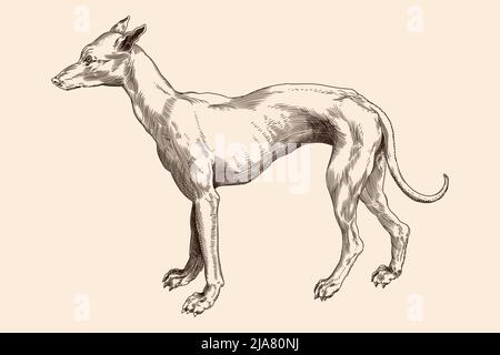 Chien de race Hound. Image vectorielle d'une gravure médiévale sur fond beige. Illustration de Vecteur