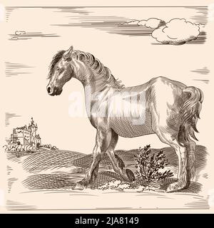 Un cheval mince sans selle. Image vectorielle d'une gravure médiévale sur fond beige. Illustration de Vecteur