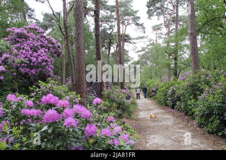 les gens marchent le chien sur un sentier dans une belle forêt avec de grands vieux pins et des rhododendrons roses et pourpres Banque D'Images