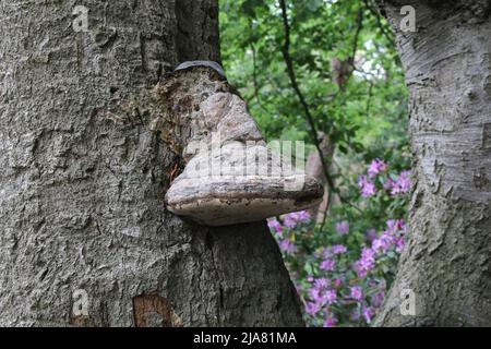 un grand polypore de bouleau à un reck d'arbre d'un vieux hêtre dans une grande forêt avec des rhododendrons Banque D'Images