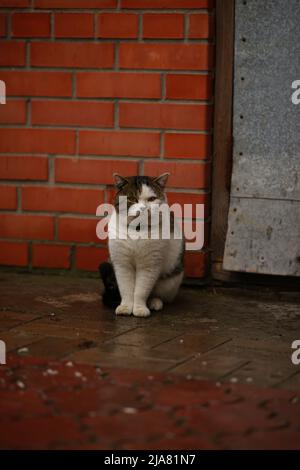 Tabby blanc grand chat dans un collier est assis sur un trottoir humide carrelé près du bâtiment. Banque D'Images