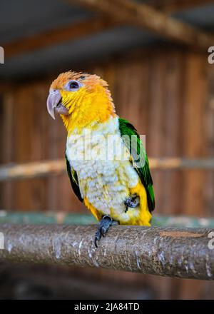 Perroquet jaune et vert caique sur branche en bois, détail gros plan Banque D'Images