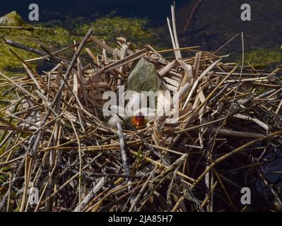 Londres, Royaume-Uni. 28th mai 2022. Un coq eurasien (Fulica atra) et des œufs dans un nid dans les jardins de Kensington. La mère est partie brièvement et est revenue quelques minutes plus tard. Credit: Vuk Valcic/Alamy Live News Banque D'Images