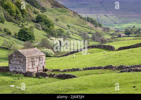 Une grange typique en pierre et des murs à Angram, situé contre les flancs de Kisdon est tombé près de Keld à Swaledale, Yorkshire Dales National Park, Angleterre, Royaume-Uni Banque D'Images