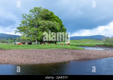 La rivière Ure près de Hawes dans le parc national de Yorkshire Dales, Angleterre, Royaume-Uni Banque D'Images