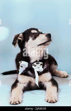 Portrait d'un grand chiot mongrel avec un arc autour de son cou. Couleur noire avec des marques marron clair, prise sur fond bleu Banque D'Images