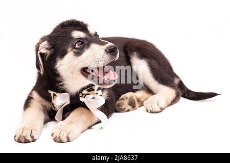 Portrait d'un grand chiot mongrel avec un arc autour de son cou. Couleur noire avec des marques marron clair, isolée sur un fond blanc Banque D'Images