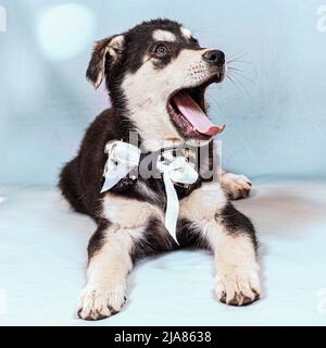 Portrait d'un grand chiot mongrel avec un arc autour de son cou. Couleur noire avec des marques marron clair, prise sur fond bleu Banque D'Images