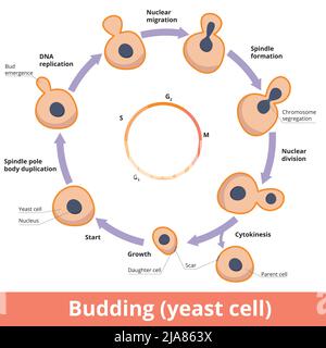 Schéma détaillé du bourgeonnement des levures, y compris la ségrégation des chromosomes, la division nucléaire et la cytokinèse Illustration de Vecteur