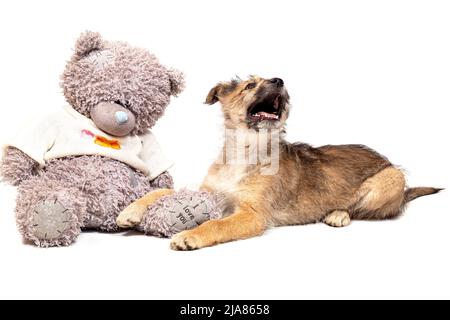 Portrait d'un chiot rouge drôle dans le studio sur un fond clair avec un jouet doux le chiot est étrange et maladroit, mais très mignon et sera un fidèle f Banque D'Images