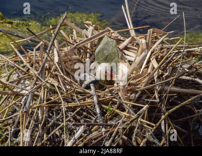 Londres, Royaume-Uni. 28th mai 2022. Un coq eurasien (Fulica atra) et des œufs dans un nid dans les jardins de Kensington. La mère est partie brièvement et est revenue quelques minutes plus tard. Credit: Vuk Valcic/Alamy Live News Banque D'Images